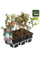 Vaccinium Mix 6er-Pack Bio P9