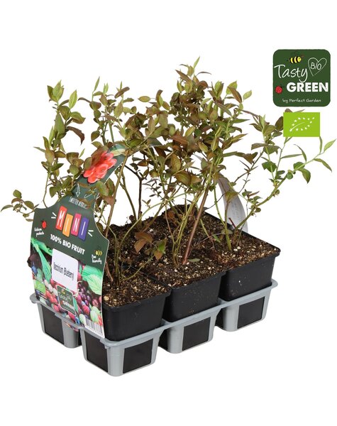 Vaccinium Mix 6er-Pack Bio P9