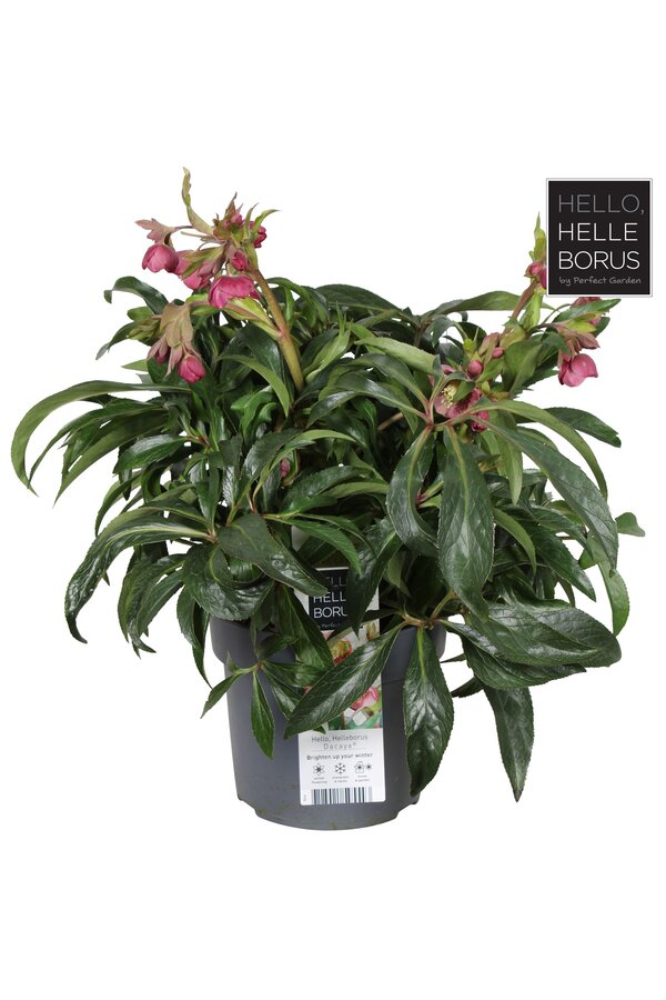 Helleborus Dacaya P19