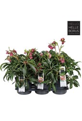 Helleborus Dacaya P19