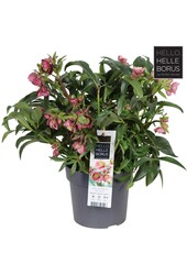 Helleborus Dacaya P19