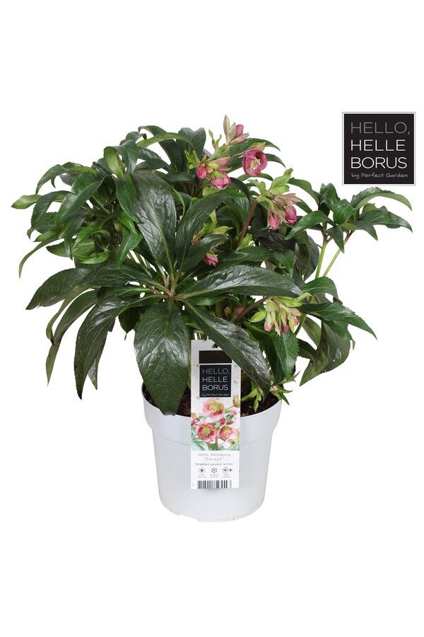 Helleborus Dacaya P19