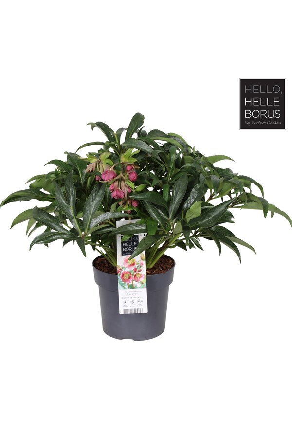 Helleborus Dacaya P19