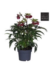 Helleborus Dacaya P19