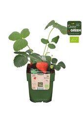 Fragaria x ananassa Ostara Bio P13
