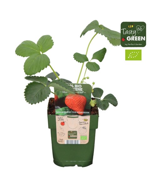 Fragaria x ananassa Ostara Bio P13