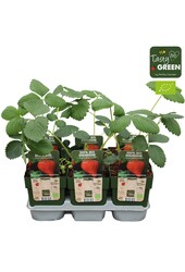 Fragaria x ananassa Ostara Bio P13
