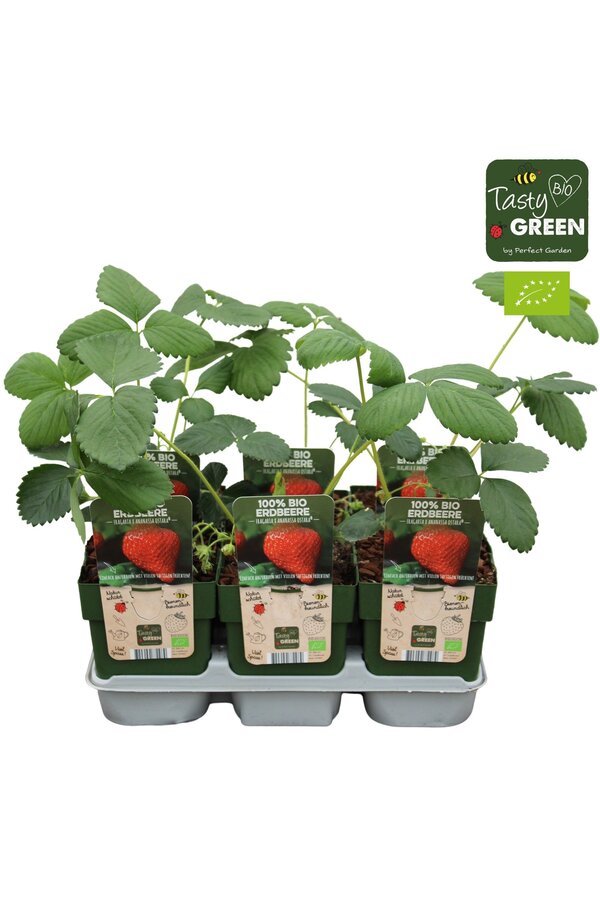 Fragaria x ananassa Ostara Bio P13