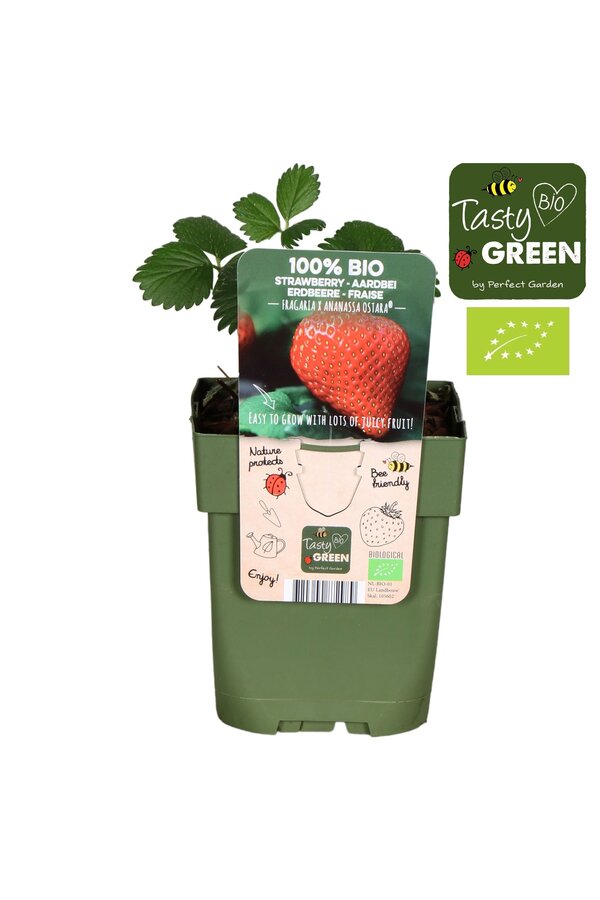 Fragaria x ananassa Ostara Bio P13