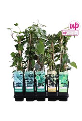 Hedera-Mix-Schale P15