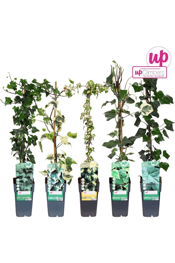 Hedera-Mix-Schale P15