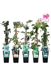 Hedera-Mix-Schale P15