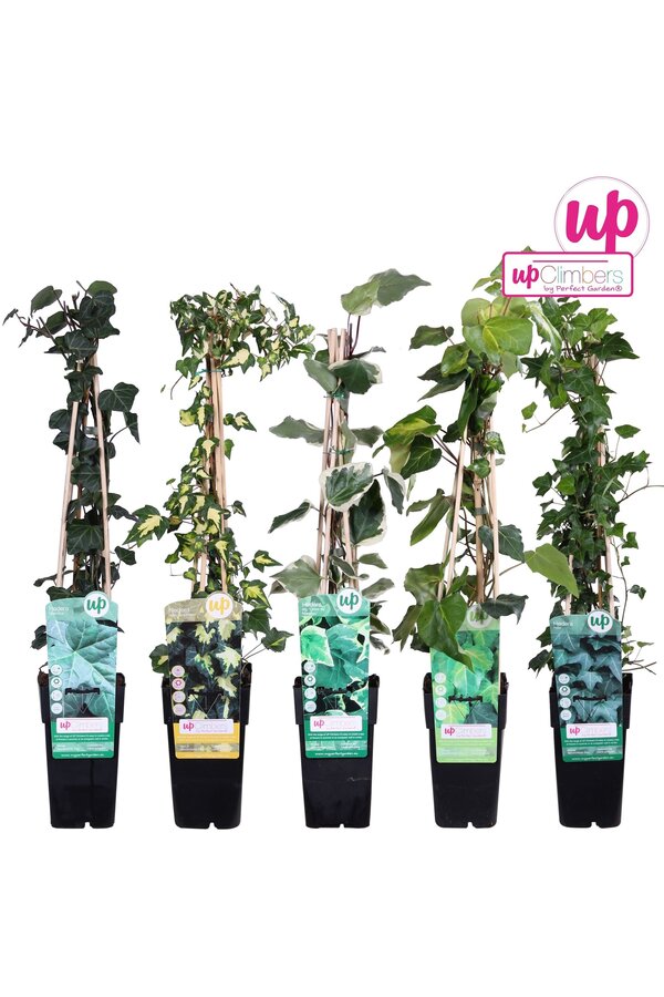 Hedera-Mix-Schale P15