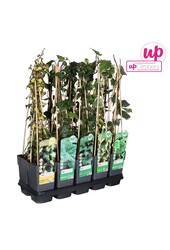 Hedera-Mix-Schale P15