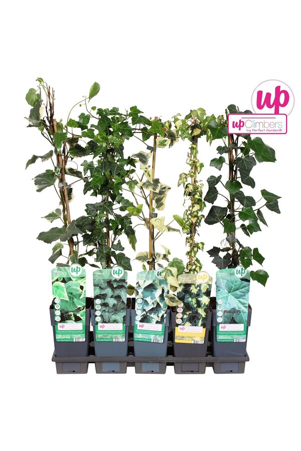 Hedera-Mix-Schale P15