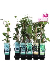 Hedera-Mix-Schale P15