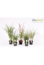 Gräser-Mix niedrig - Elegrass Hardy and Evergreen P14