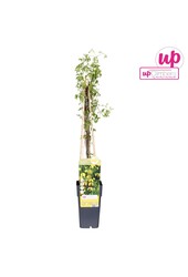 Clematis tangutica P15