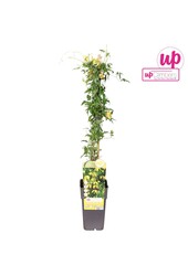 Clematis tangutica P15