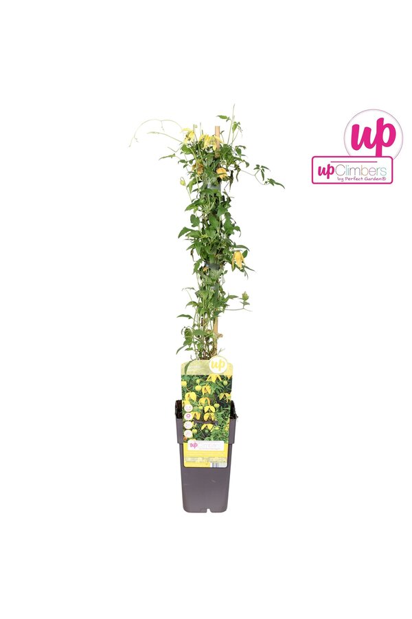 Clematis tangutica P15