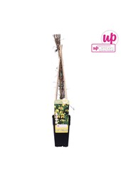 Clematis tangutica P15