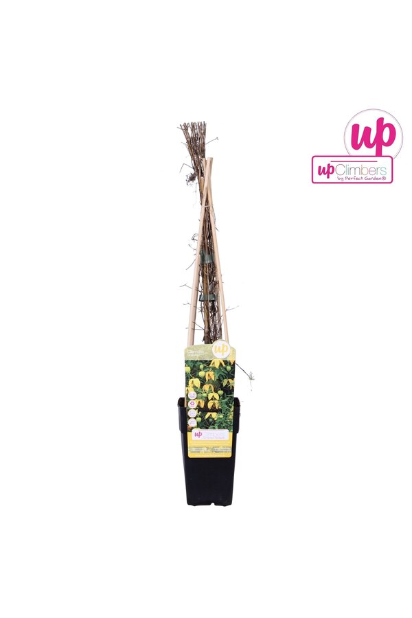 Clematis tangutica P15