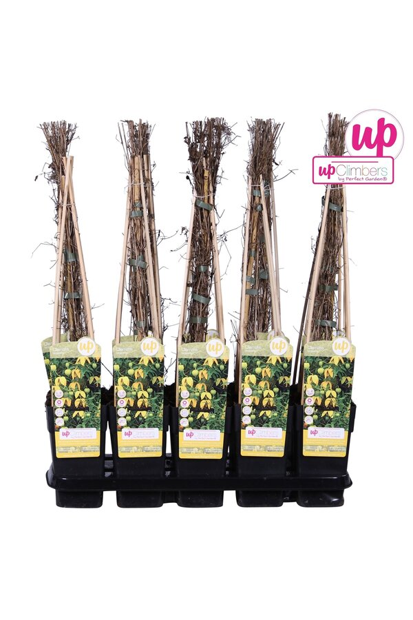 Clematis tangutica P15