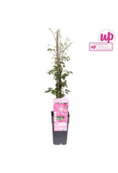 Clematis Ville de Lyon P15