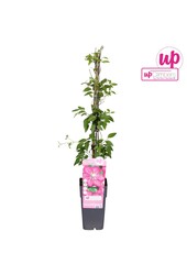 Clematis Ville de Lyon P15