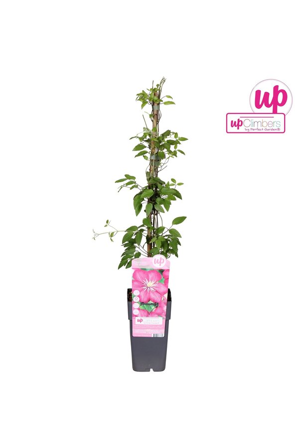 Clematis Ville de Lyon P15