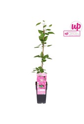 Clematis Ville de Lyon P15