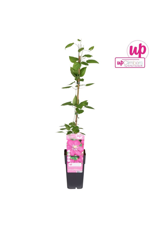 Clematis Ville de Lyon P15