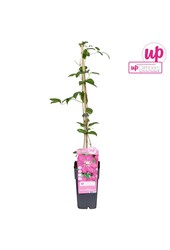 Clematis Ville de Lyon P15