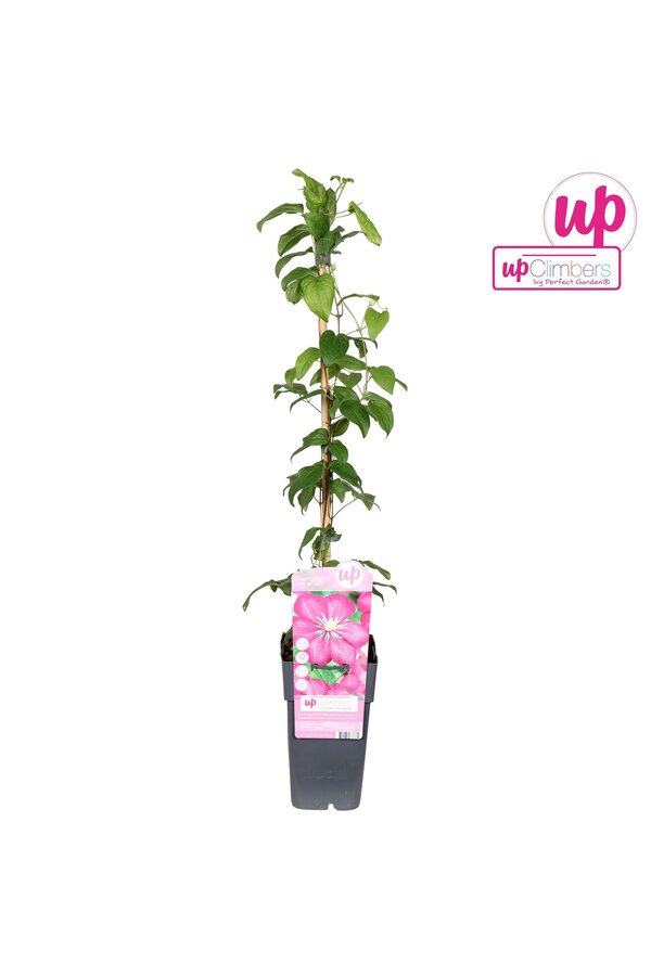 Clematis Ville de Lyon P15