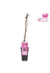 Clematis Ville de Lyon P15