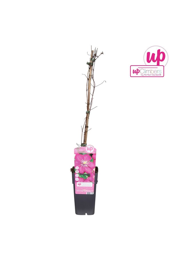 Clematis Ville de Lyon P15