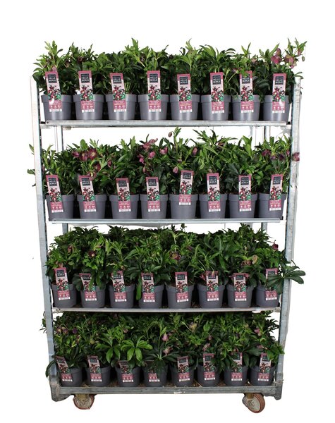 Helleborus orientalis Hello Red P17