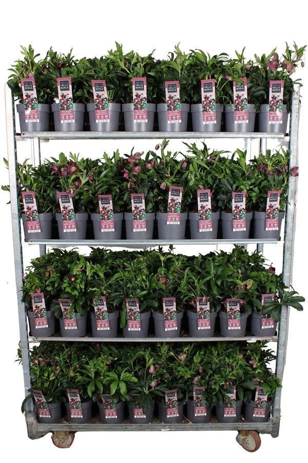 Helleborus orientalis Hello Red P17