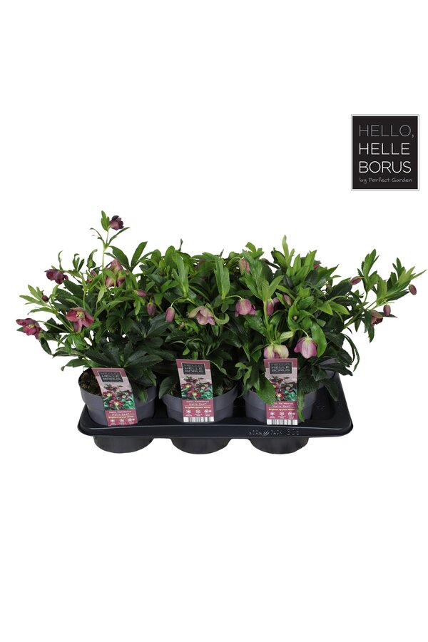 Helleborus orientalis Hello Red P17
