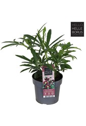 Helleborus orientalis Hello Red P17