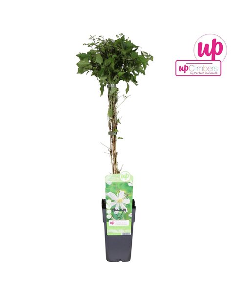 Clematis vitalba Paul Farges P15