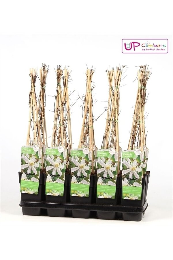 Clematis vitalba Paul Farges P15