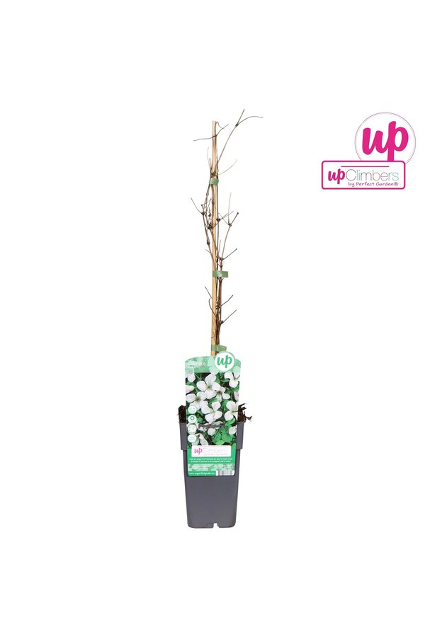 Clematis vitalba P15