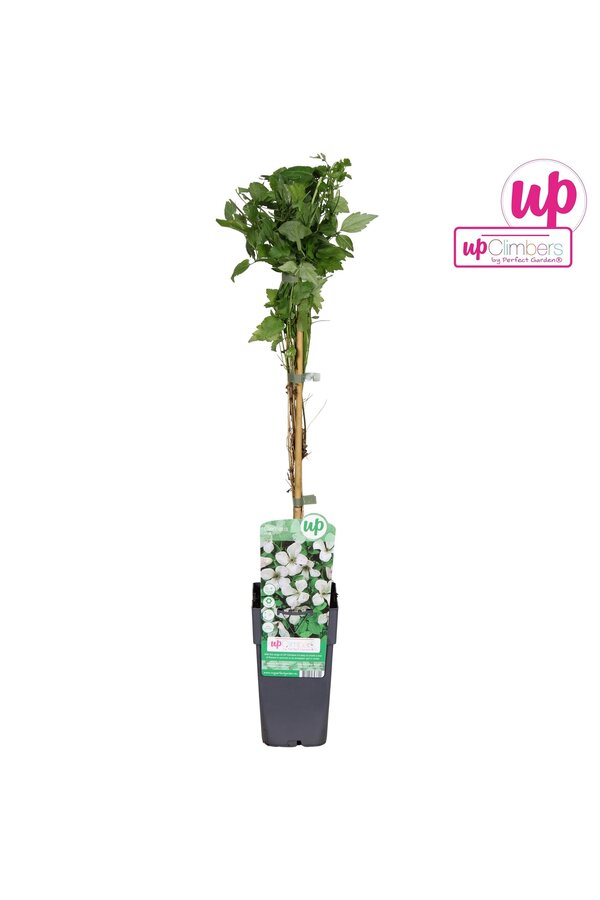 Clematis vitalba P15