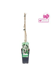 Clematis vitalba P15