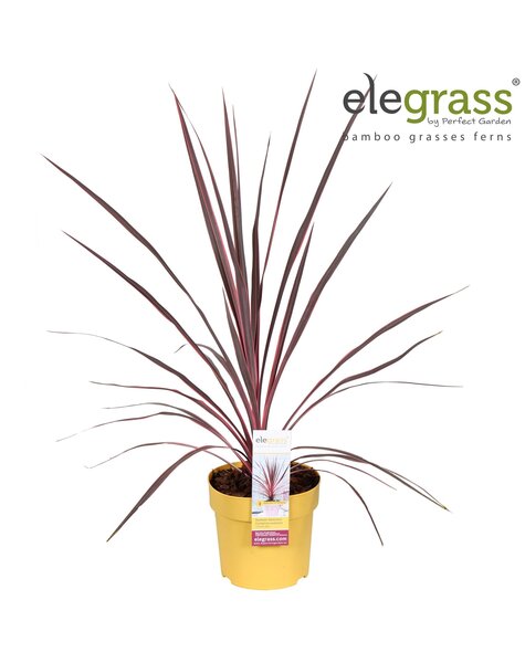 Cordyline australis Charlie Boy P14
