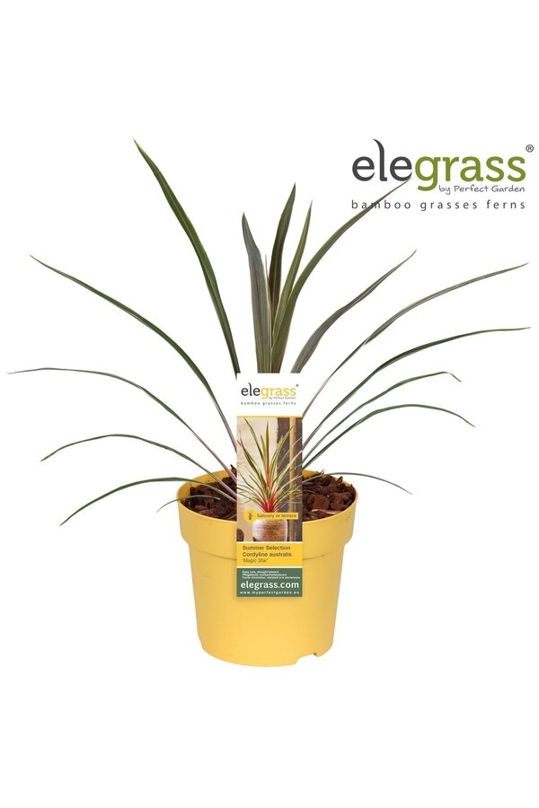 Cordyline australis Magic Star P14