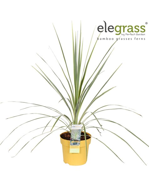 Cordyline australis Lime Passion P14