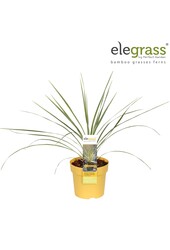 Cordyline australis Lime Passion P14