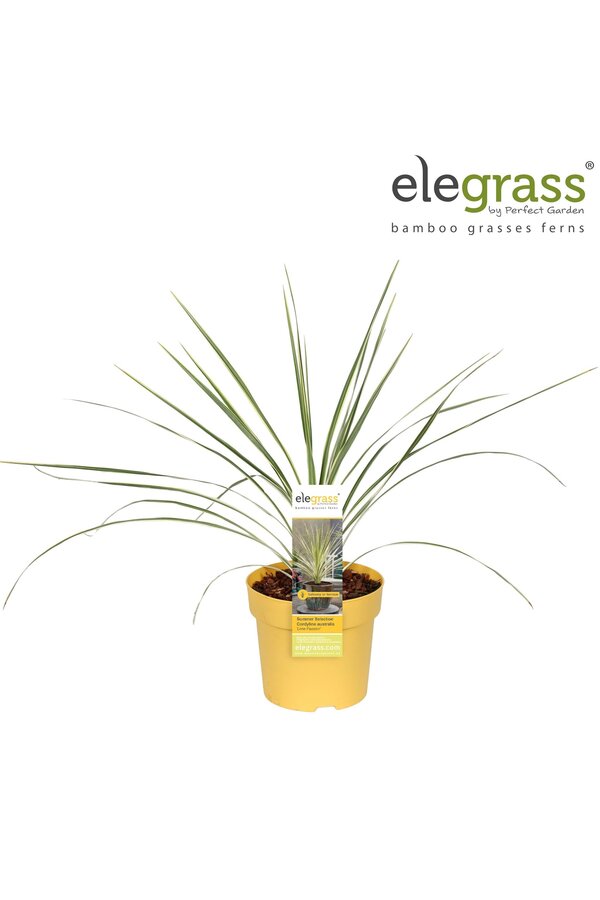 Cordyline australis Lime Passion P14